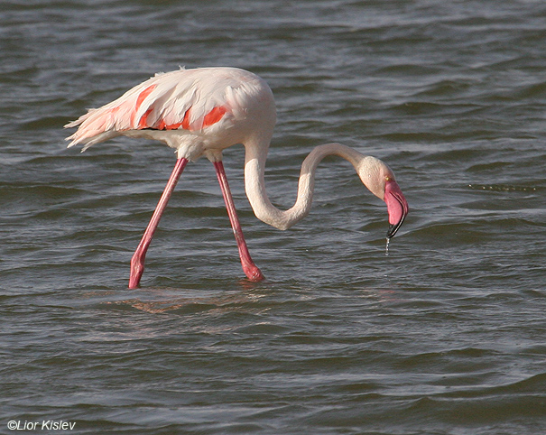 פלמינגו מצוי  Greater Flamingo  Phoenicopterus ruber            בריכות המלח באילת,אוקטובר 2007.